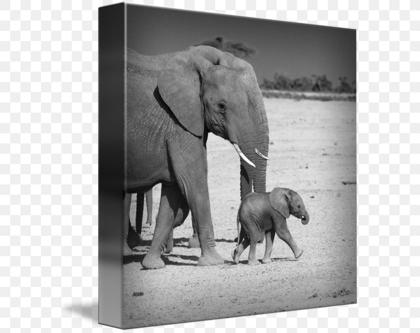 Indian Elephant African Elephant Amboseli National Park Gallery Wrap, PNG, 589x650px, Indian Elephant, African Elephant, Amboseli National Park, Animal, Art Download Free