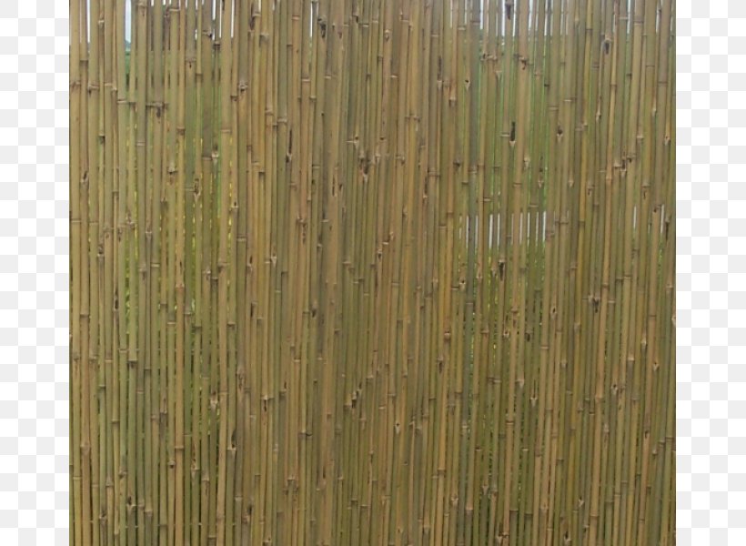 Tropical Woody Bamboos Phyllostachys Edulis Window Blinds & Shades Mat, PNG, 800x600px, Tropical Woody Bamboos, Bamboo, Centimeter, Fence, Fencing Download Free