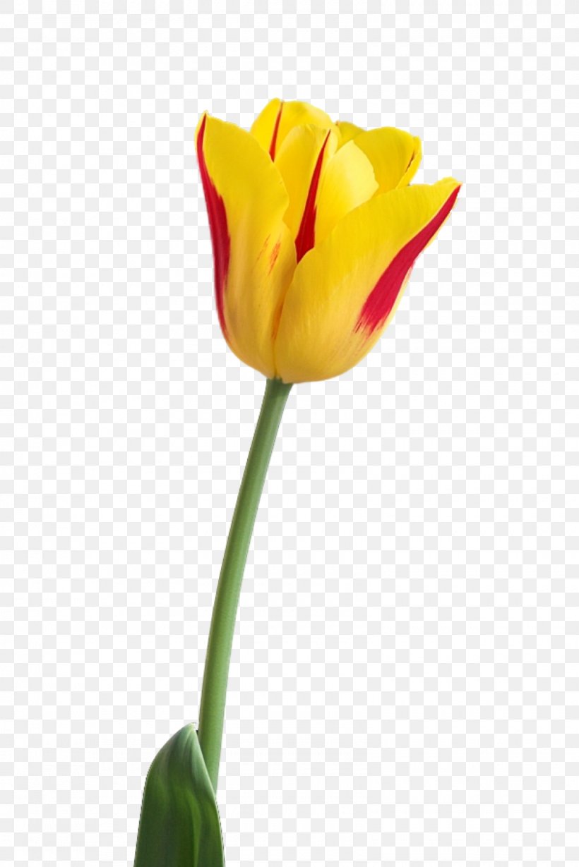Tulip Clip Art Flower Petal, PNG, 1600x2399px, Tulip, Bud, Close Up, Cut Flowers, Flower Download Free