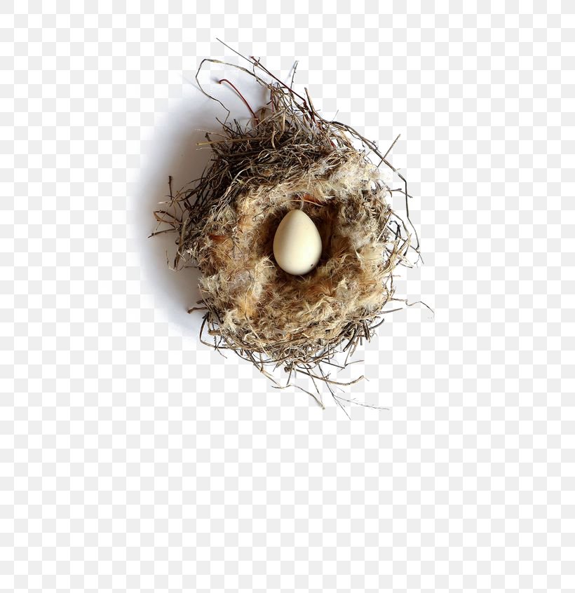 Bird Nest Western Foundation Of Vertebrate Zoology Egg, PNG, 564x846px, Bird, Bird Egg, Bird Nest, Brownheaded Cowbird, Cowbird Download Free