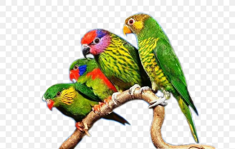 Budgerigar True Parrot Lovebird, PNG, 685x522px, Budgerigar, Beak, Bird, Common Pet Parakeet, Fauna Download Free