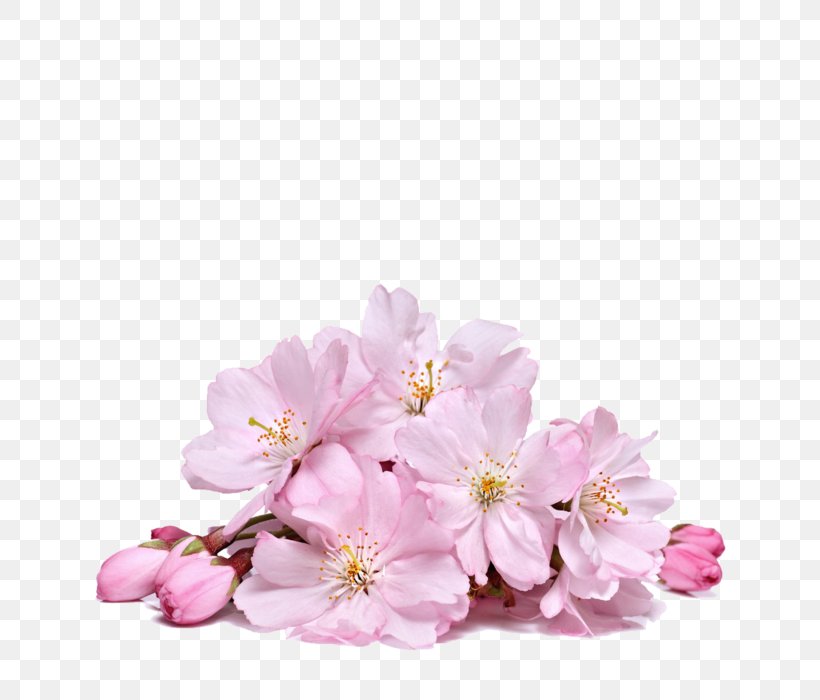 National Cherry Blossom Festival Flower, PNG, 700x700px, Blossom, Branch, Cerasus, Cherry Blossom, Cut Flowers Download Free