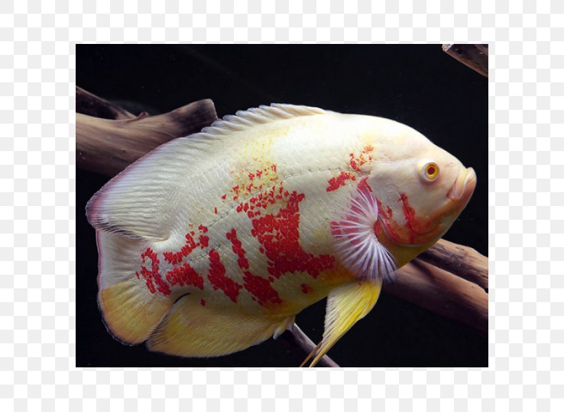Angelfish Oscar Astronotus Crassipinnis Aquarium, PNG, 600x600px, Angelfish, Albinism, Aquarium, Cichlid, Fish Download Free