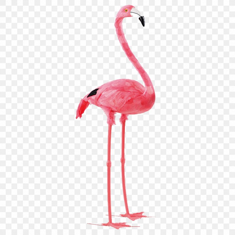 Bird Paper Flamingo Feather Pink, PNG, 904x904px, Bird, Animal, Beak, Blue, Color Download Free