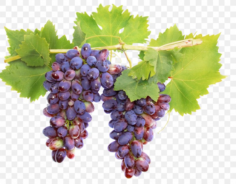 Cabernet Sauvignon Wine Grape Vine Raisin, PNG, 1280x997px, Cabernet Sauvignon, Berry, Common Grape Vine, Flowering Plant, Food Download Free