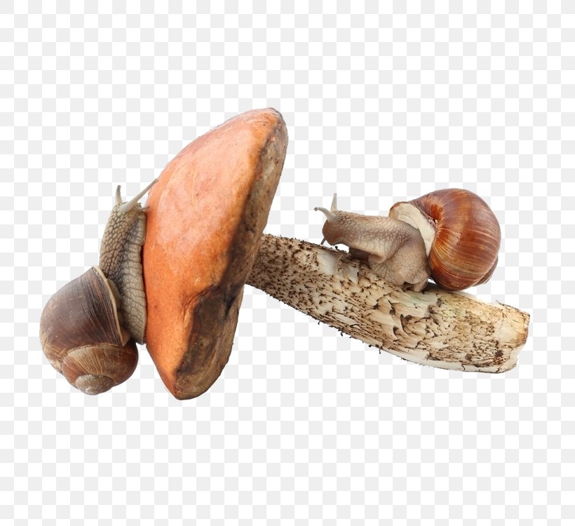 Fungus Clip Art, PNG, 750x750px, Fungus, Autumn, Health, Mushroom, Object Download Free