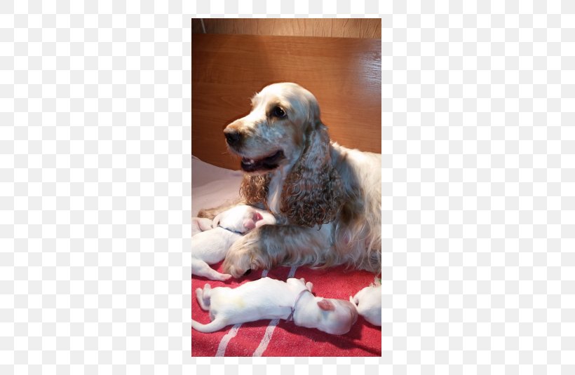 Golden Retriever Puppy Dog Breed Companion Dog, PNG, 535x535px, Golden Retriever, Breed, Carnivoran, Companion Dog, Dog Download Free