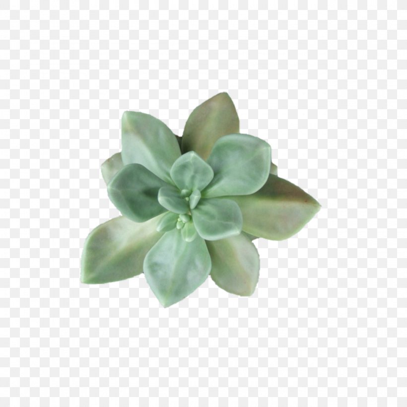 Succulent Plant Cactaceae Light Leaf, PNG, 1280x1280px, Succulent Plant, Cactaceae, Color, Echeveria, Glass Download Free