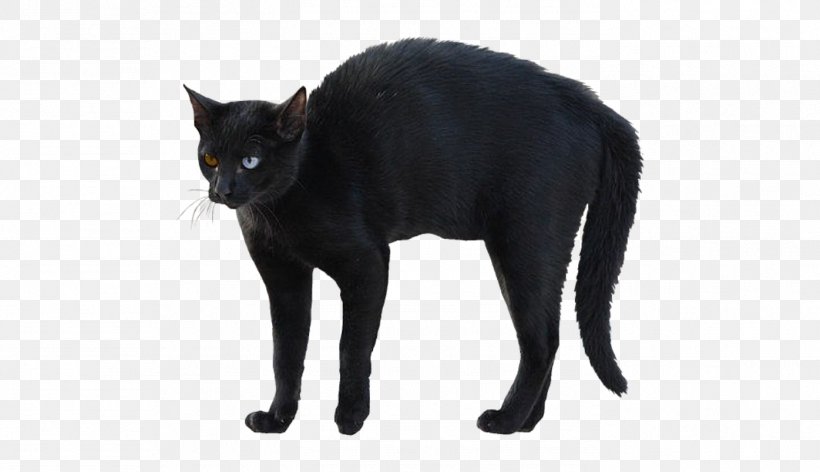 Bombay Cat Korat Whiskers Black Cat Domestic Short-haired Cat, PNG, 1396x804px, Bombay Cat, Animal, Black, Black Cat, Black M Download Free
