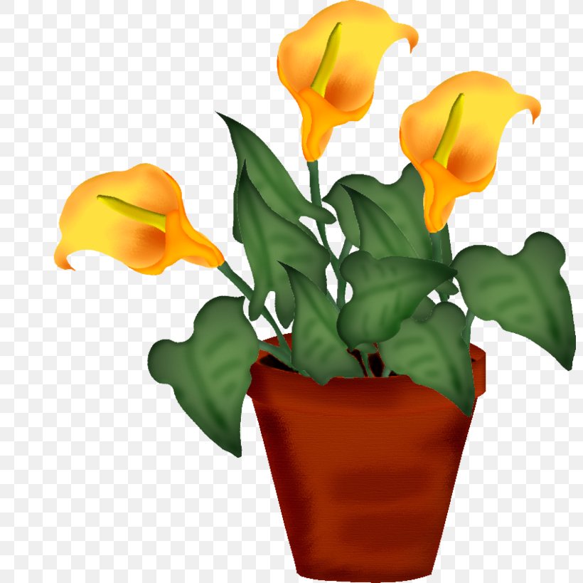 Flower Painting, PNG, 800x819px, Flower, Arum, Blog, Blume, Calas Download Free