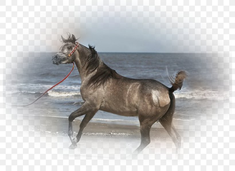 Mare Mustang Stallion Horse Tack Pack Animal, PNG, 800x600px, Mare, Fauna, Horse, Horse Like Mammal, Horse Tack Download Free