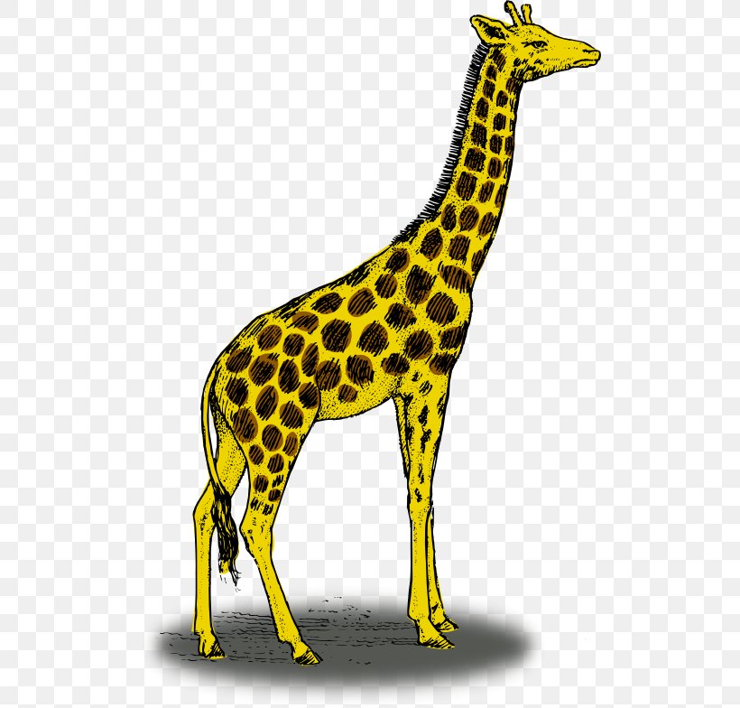 Reticulated Giraffe Color Illustration, PNG, 512x784px, Reticulated Giraffe, Animal, Animal Figure, Cdr, Color Download Free