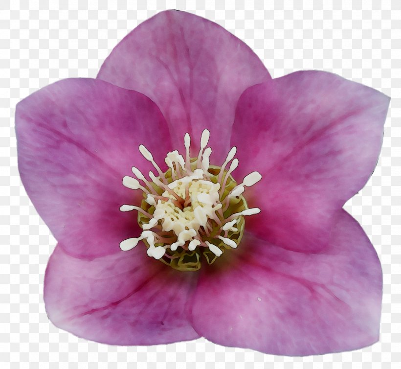Rose Herbaceous Plant Family M Invest D.o.o. Plants, PNG, 1839x1693px, Rose, California Wild Rose, Family M Invest Doo, Flower, Flowering Plant Download Free