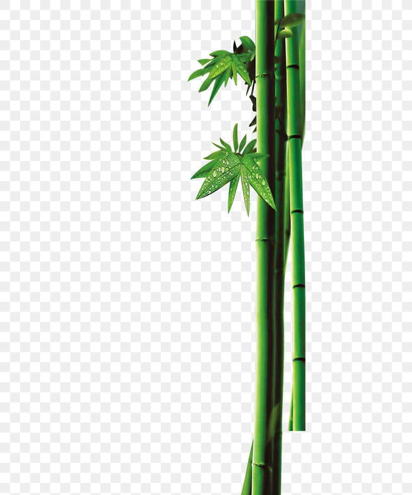 Bamboo Green Bambusa Oldhamii Bamboe, PNG, 396x984px, Bamboo, Bamboe, Bamboo Charcoal, Bambusa Oldhamii, Blue Download Free