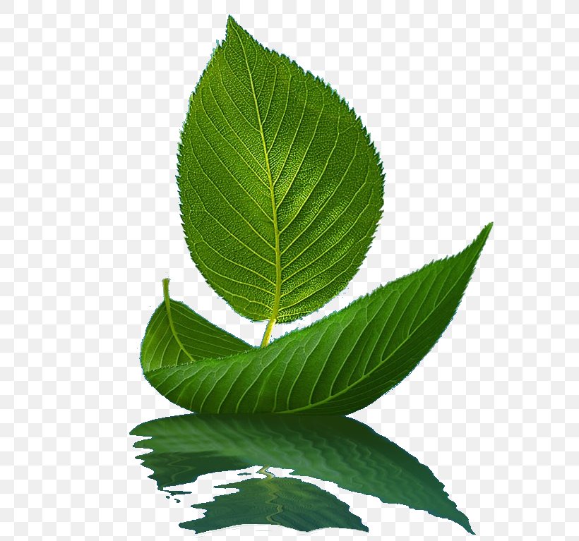 Leaf Green, PNG, 613x767px, Leaf, Data Compression, Gratis, Green, Leaf Boat Download Free
