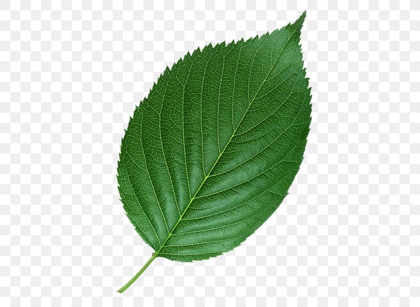 Leaf Petiole Yellow White Species, PNG, 480x600px, Leaf, Color, Elm, Elm Family, Flower Download Free