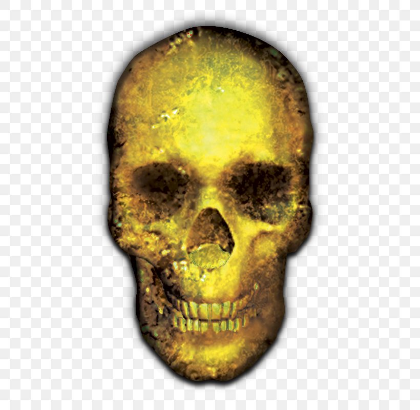 Skull Skeleton Bone, PNG, 503x800px, Skull, Bone, Computer Software, Directory, Figurine Download Free
