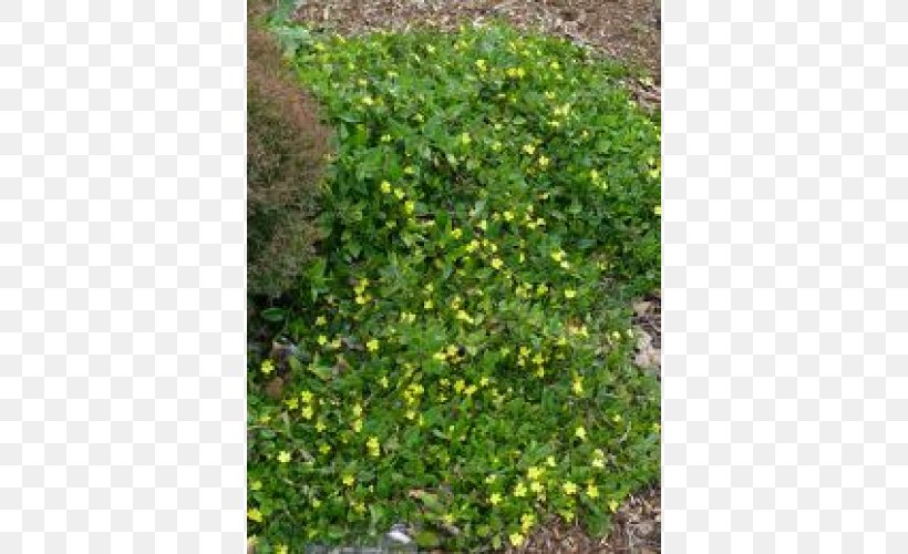Tree Evergreen Shrub Groundcover Lawn, PNG, 500x500px, Tree, Evergreen, Grass, Groundcover, Lawn Download Free