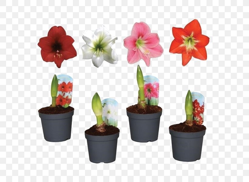 Houseplant Jersey Lily Amaryllis Flowerpot, PNG, 600x600px, Houseplant, Amaryllis, Amaryllis Belladonna, Artificial Flower, Bulb Download Free