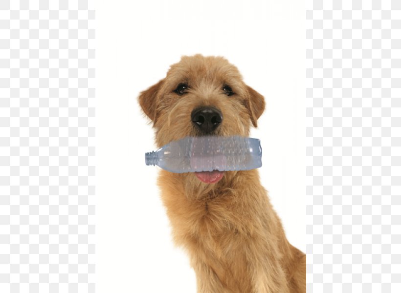 Irish Terrier Lakeland Terrier Dutch Smoushond Norfolk Terrier Goldendoodle, PNG, 600x600px, Irish Terrier, Breed, Carnivoran, Companion Dog, Dog Download Free