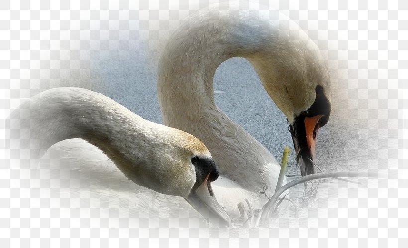 Mute Swan Desktop Wallpaper Screensaver Mobile Phones, PNG, 800x500px, 4k Resolution, Mute Swan, Anatidae, Beak, Bird Download Free