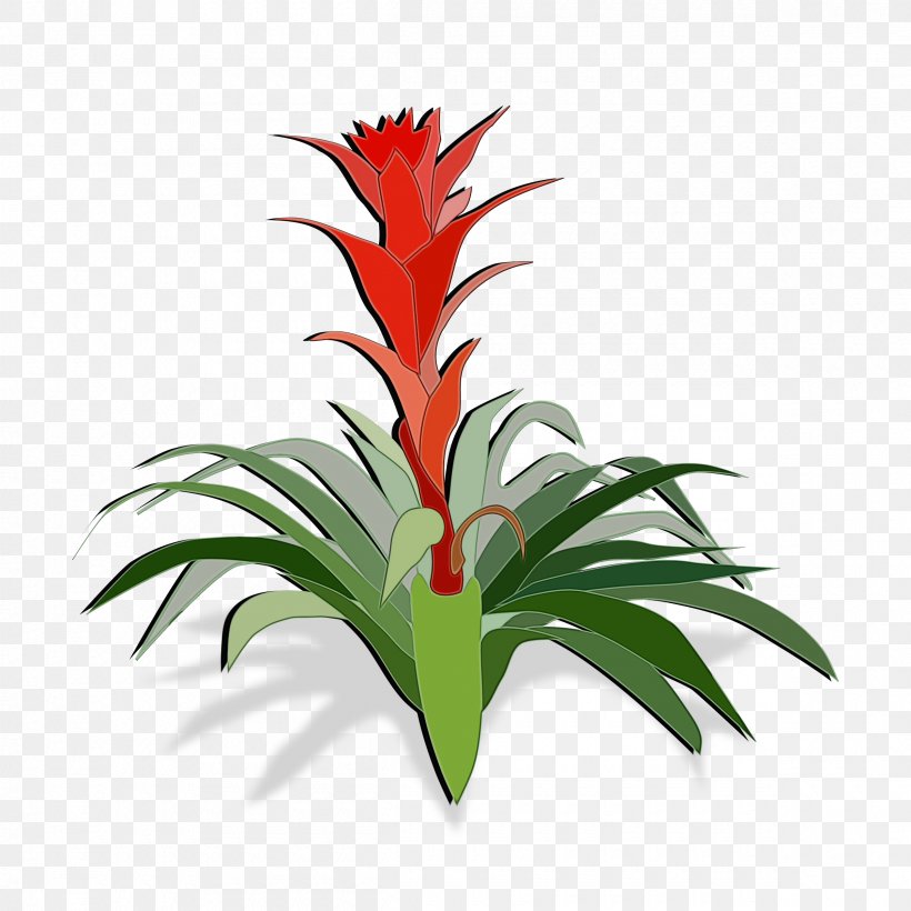 Pineapple, PNG, 2400x2400px, Watercolor, Bromelia, Bromeliads, Flower, Flowerpot Download Free