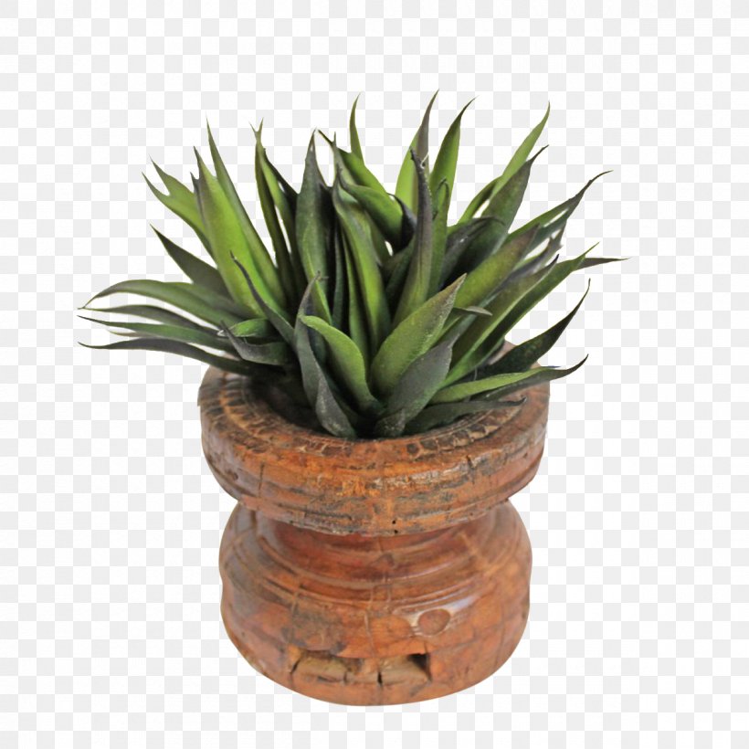 Succulent Plant Flowerpot Houseplant Agave Wood, PNG, 1200x1200px, Succulent Plant, Agave, Aloe, Aloe Vera, Antique Download Free