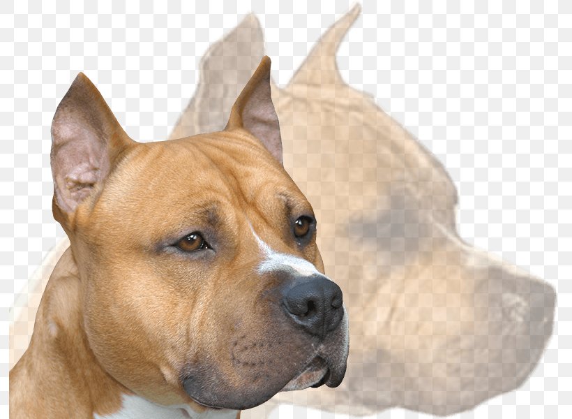 American Staffordshire Terrier Dog Breed American Pit Bull Terrier Staffordshire Bull Terrier American Kennel Club, PNG, 793x600px, American Staffordshire Terrier, American Kennel Club, American Pit Bull Terrier, Breed Group Dog, Carnivoran Download Free
