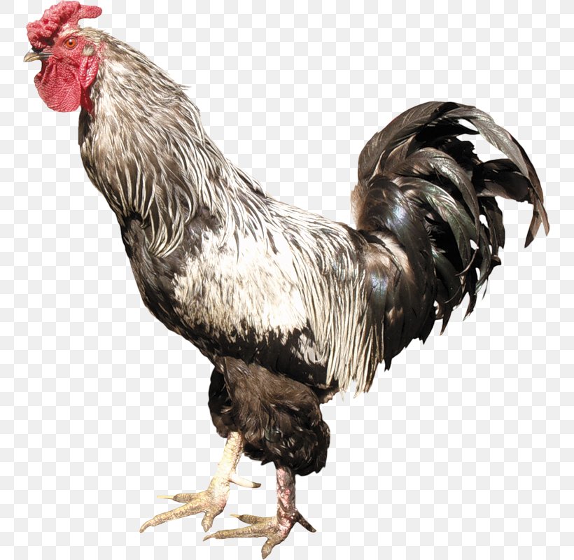 Denizli Chicken Rooster Clip Art, PNG, 753x800px, Denizli Chicken, Beak, Bird, Chicken, Feather Download Free