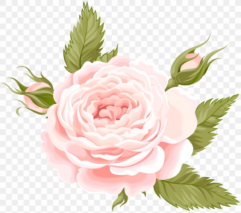 Garden Roses Centifolia Roses Clip Art, PNG, 8000x7074px, Centifolia Roses, Beach Rose, Cut Flowers, Floral Design, Floribunda Download Free