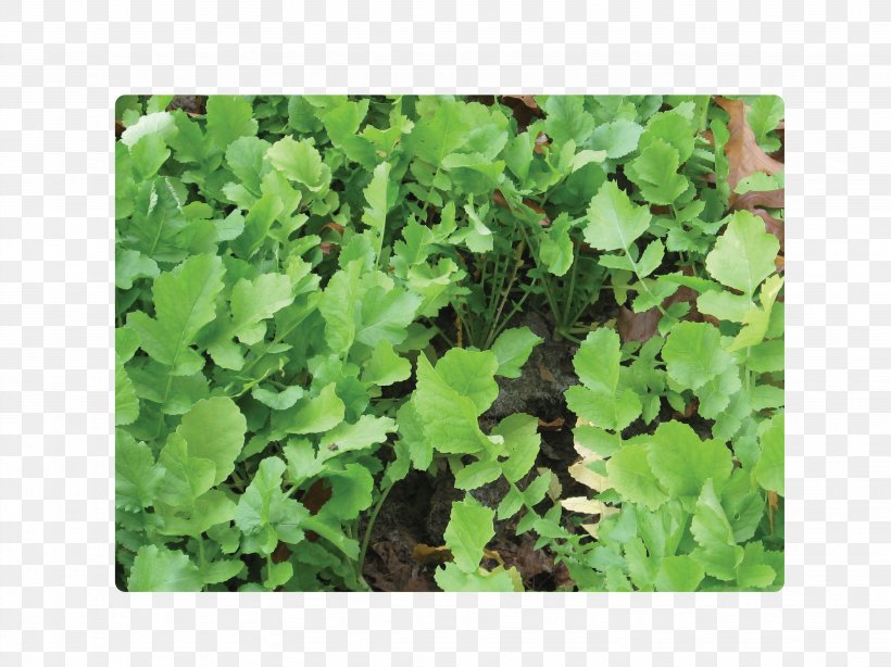 Leaf Vegetable Herb Spring Greens Annual Plant, PNG, 4299x3224px, Leaf Vegetable, Annual Plant, Grass, Groundcover, Herb Download Free