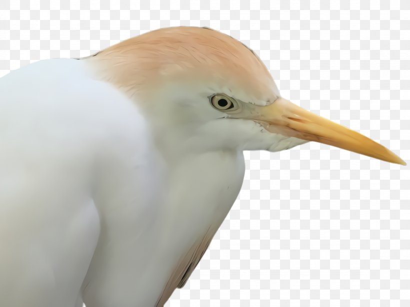 Bird Beak Egret Cattle Egret Great Egret, PNG, 2308x1732px, Bird, Beak, Cattle Egret, Egret, Great Egret Download Free