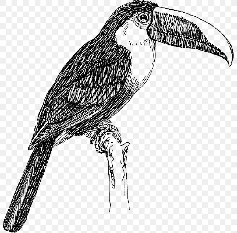 Bird White-throated Toucan Keel-billed Toucan Toco Toucan, PNG, 800x807px, Bird, Animal, Beak, Bird Of Prey, Blackbilled Mountain Toucan Download Free