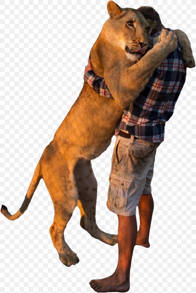 Dog Breed Makhachkala Lion Abovyan, PNG, 1097x1639px, Dog Breed, Abovyan, Aggression, Anapa, Big Cat Download Free