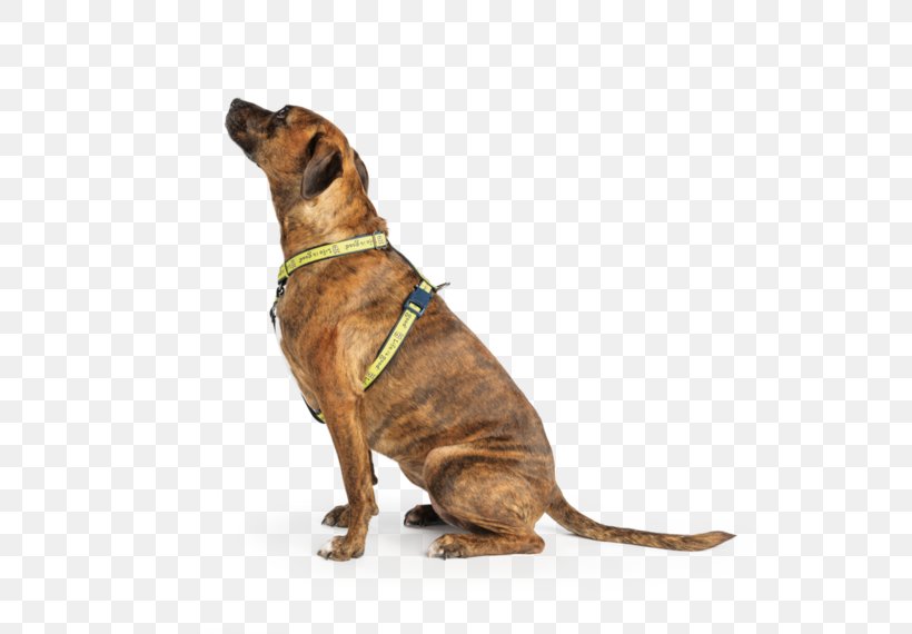 Dog Breed Pit Bull Dog Harness Leash Dog Collar, PNG, 570x570px, Dog Breed, Breed, Collar, Companion Dog, Dog Download Free