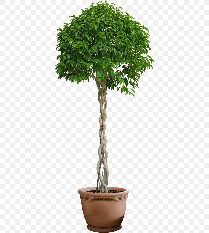 Trees & Shrubs Bonsai Clip Art, PNG, 392x913px, Trees Shrubs, Bonsai, Evergreen, Flower, Flowerpot Download Free