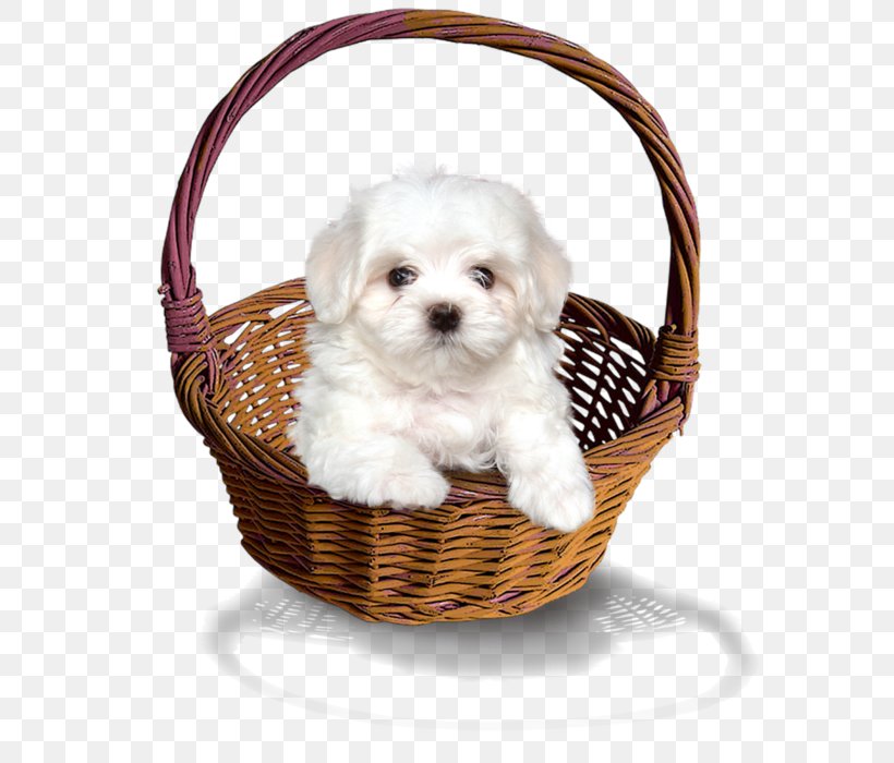 Maltese Dog Havanese Dog Shih Tzu Puppy Lhasa Apso, PNG, 630x700px, Maltese Dog, Basket, Bichon, Carnivoran, Cat Download Free