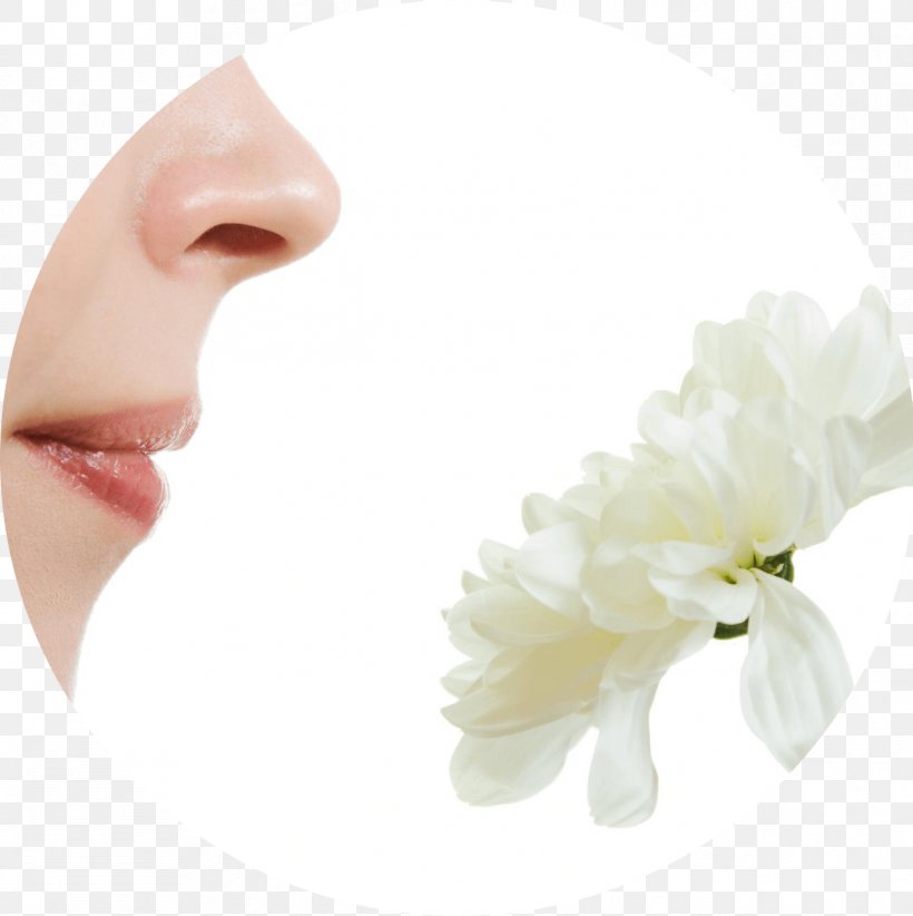 Olfaction Human Nose Hay Fever Face, PNG, 1268x1272px, Olfaction, Body, Eyelash, Face, Flower Download Free