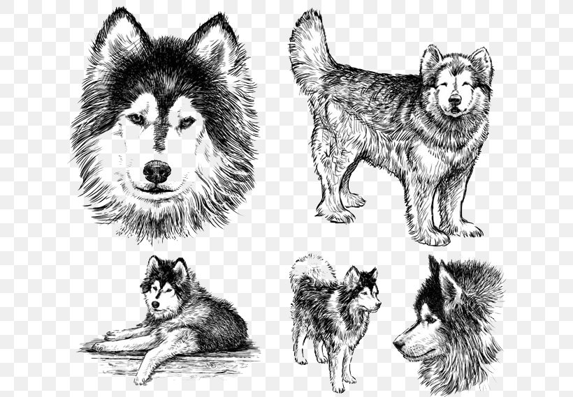 Siberian Husky Puppy T-shirt Animal, PNG, 650x569px, Siberian Husky, Alaskan Malamute, Animal, Art, Artwork Download Free