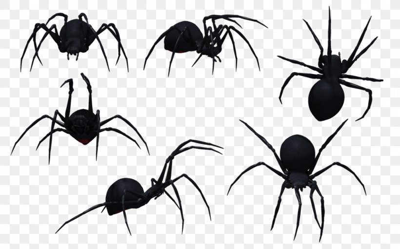 Southern Black Widow Spider Bite Venom, PNG, 1024x639px, Spider, Arachnid, Arthropod, Black And White, Black House Spider Download Free