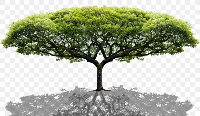 Tree, PNG, 989x578px, Tree, Android, Architecture, Computer, Houseplant Download Free