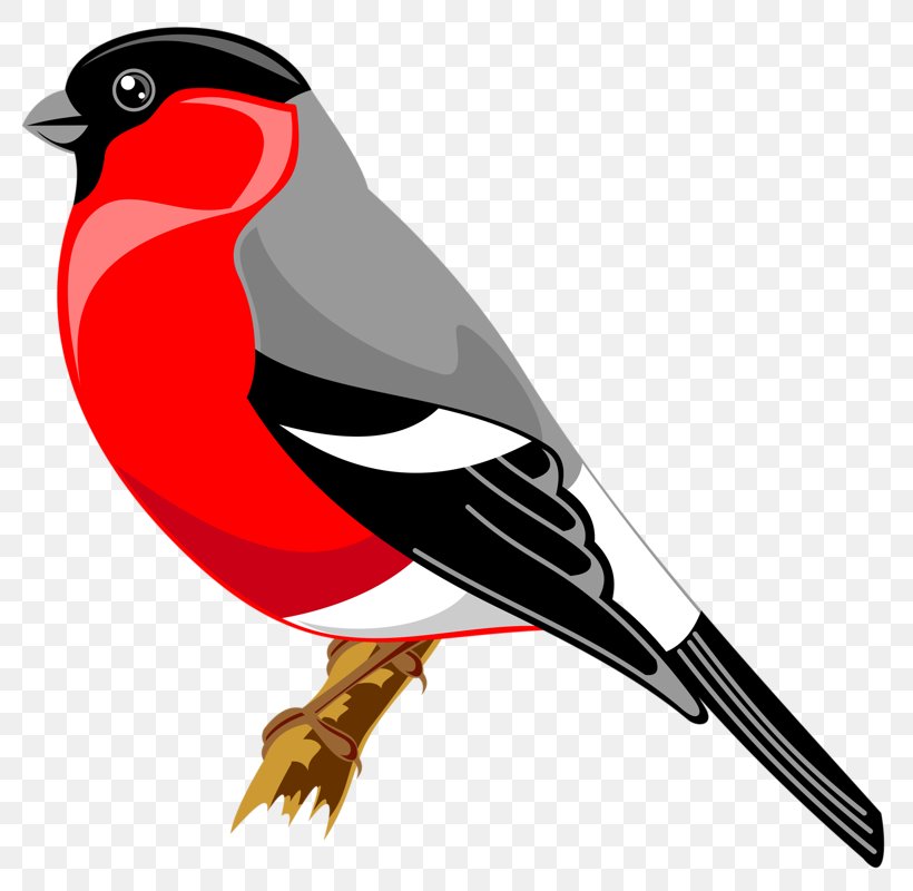 Bird Drawing Finches Yandex Search Clip Art, PNG, 780x800px, Bird, Beak, Cartoon, Diagram, Drawing Download Free