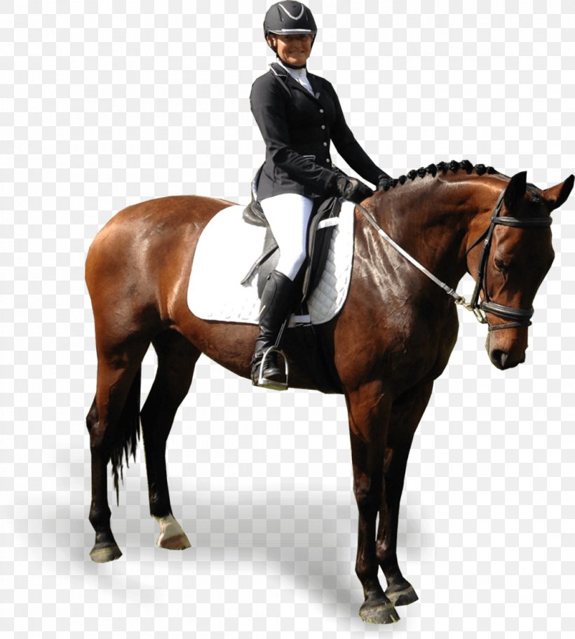 Hunt Seat Stallion Dressage Horse Bridle, PNG, 1047x1164px, Hunt Seat, Animal Sports, Animal Training, Bit, Bridle Download Free