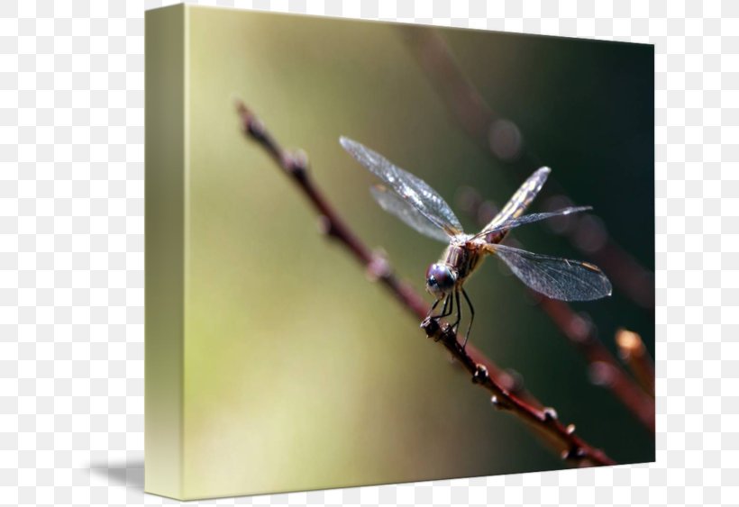 Insect Dragonfly Invertebrate Arthropod Pest, PNG, 650x563px, Insect, Arthropod, Dragonflies And Damseflies, Dragonfly, Invertebrate Download Free