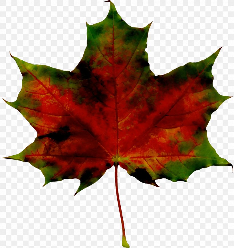 Maple Leaf, PNG, 1721x1819px, Watercolor, Black Maple, Flowering Plant, Leaf, Maple Leaf Download Free