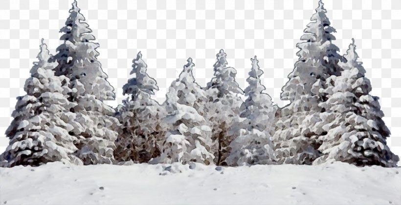 Snow Shortleaf Black Spruce Balsam Fir Tree Colorado Spruce, PNG, 1473x755px, Watercolor, Balsam Fir, Colorado Spruce, Freezing, Frost Download Free