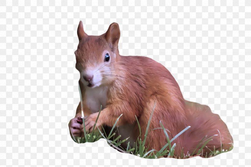 Squirrel Eurasian Red Squirrel Snout Animal Figure Wildlife, PNG, 2448x1632px, Squirrel, Animal Figure, Eurasian Red Squirrel, Fawn, Snout Download Free