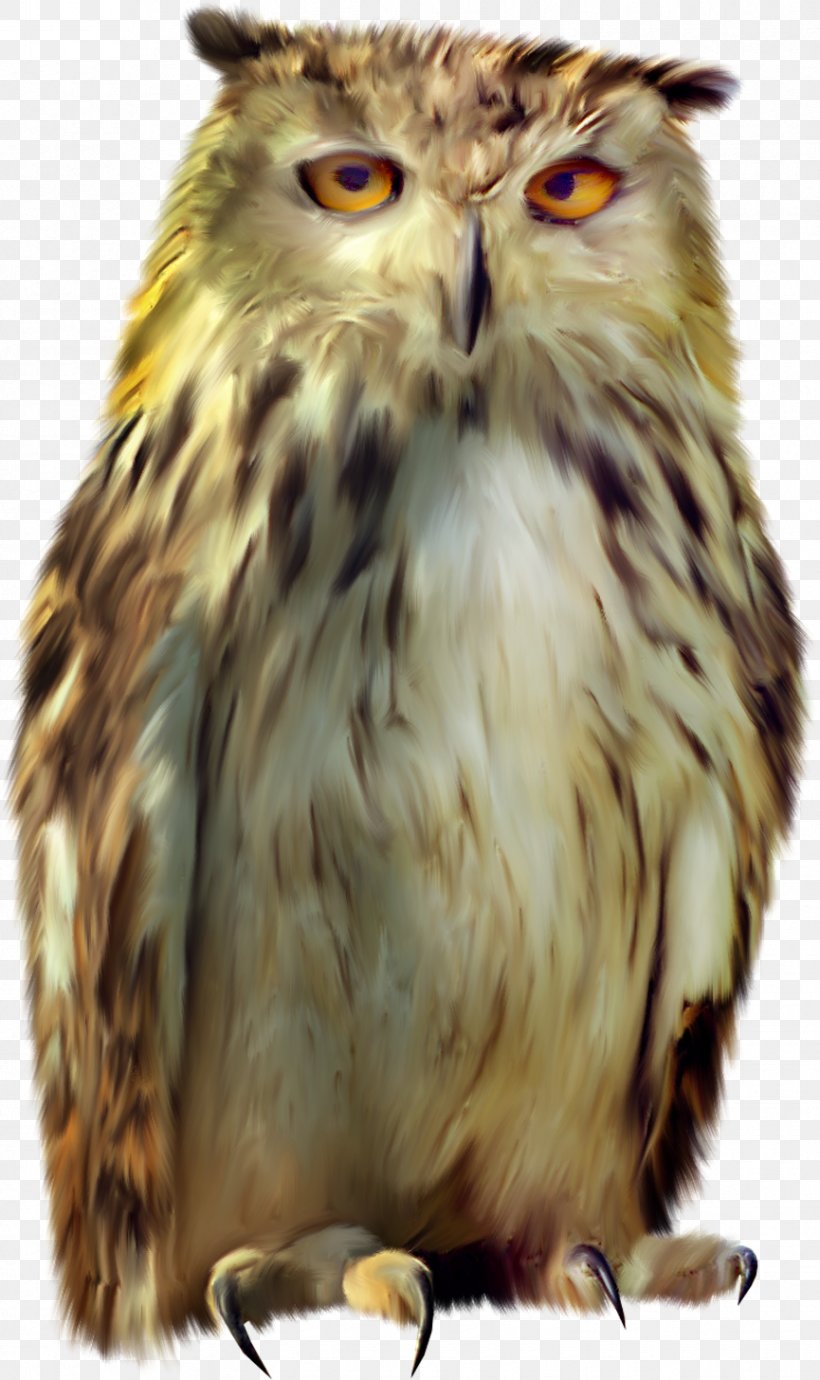 Tawny Owl Bird Icon, PNG, 865x1456px, Owl, Animal, Beak, Bird, Bird Of Prey Download Free