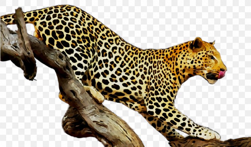 Etosha National Park Leopard Cheetah Adriana Gold Stock.xchng, PNG, 1687x988px, Etosha National Park, Adaptation, African Leopard, Animal, Animal Figure Download Free