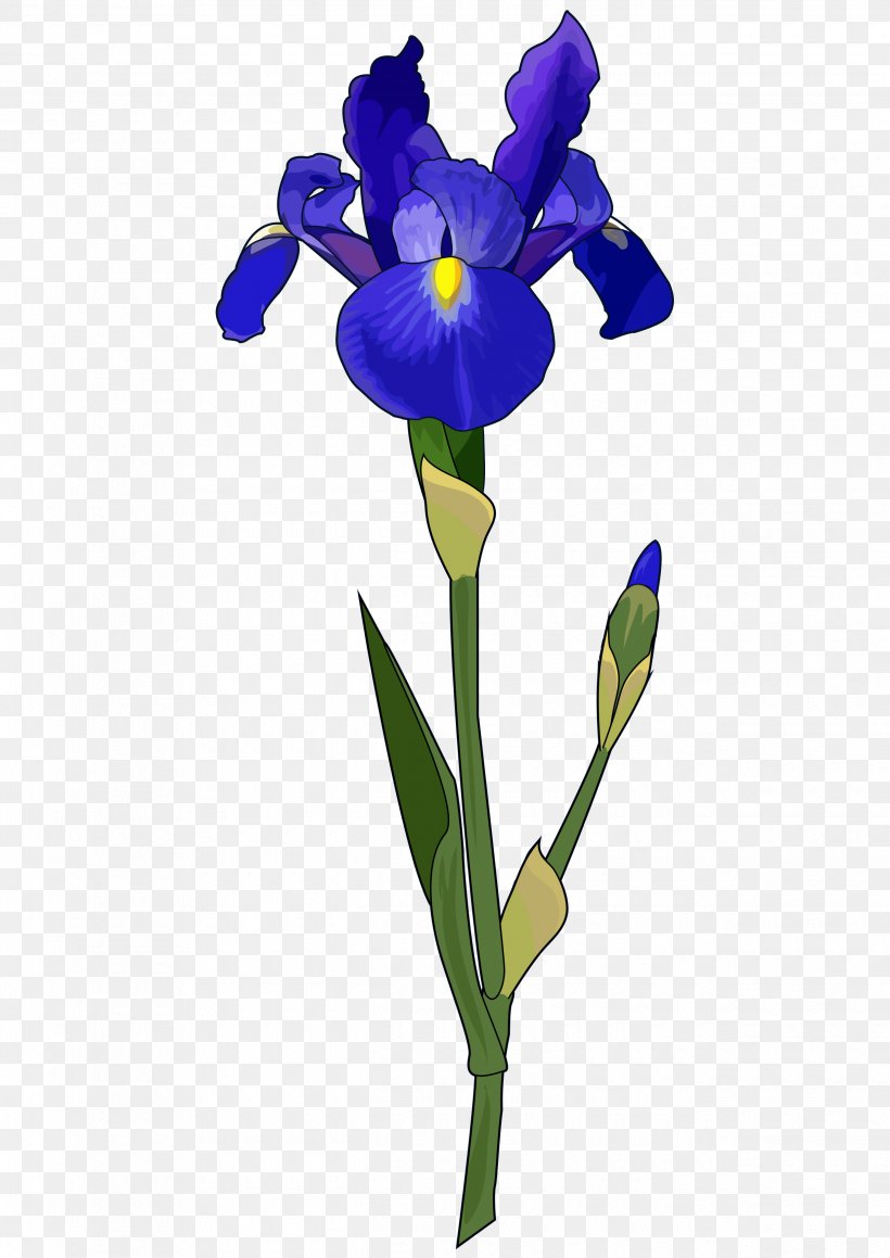 Irises Plant Stem Iris Flower Data Set Bulb, PNG, 2480x3508px, Irises, Bulb, Cattleya, Color, Cut Flowers Download Free